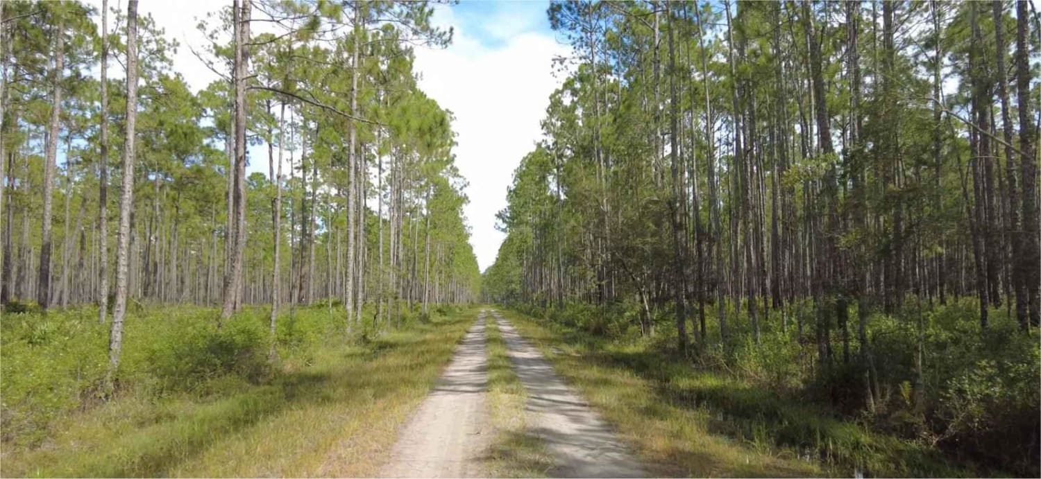 Cary State Forest - Cary Tract