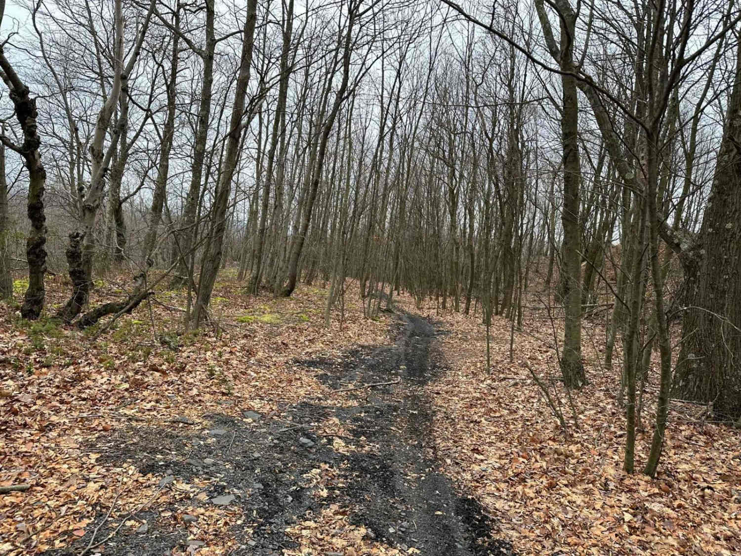 Locust Gap Single Track 5