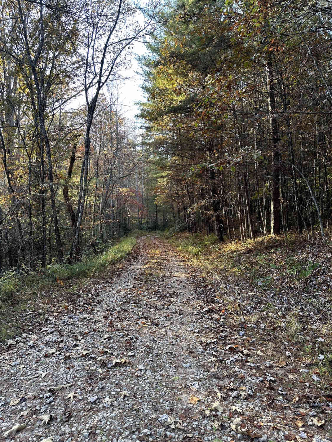 Lick Log Creek