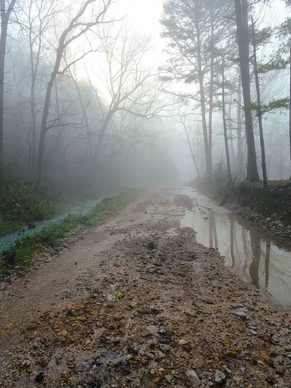 Bee Gum Ridge - CCR 209