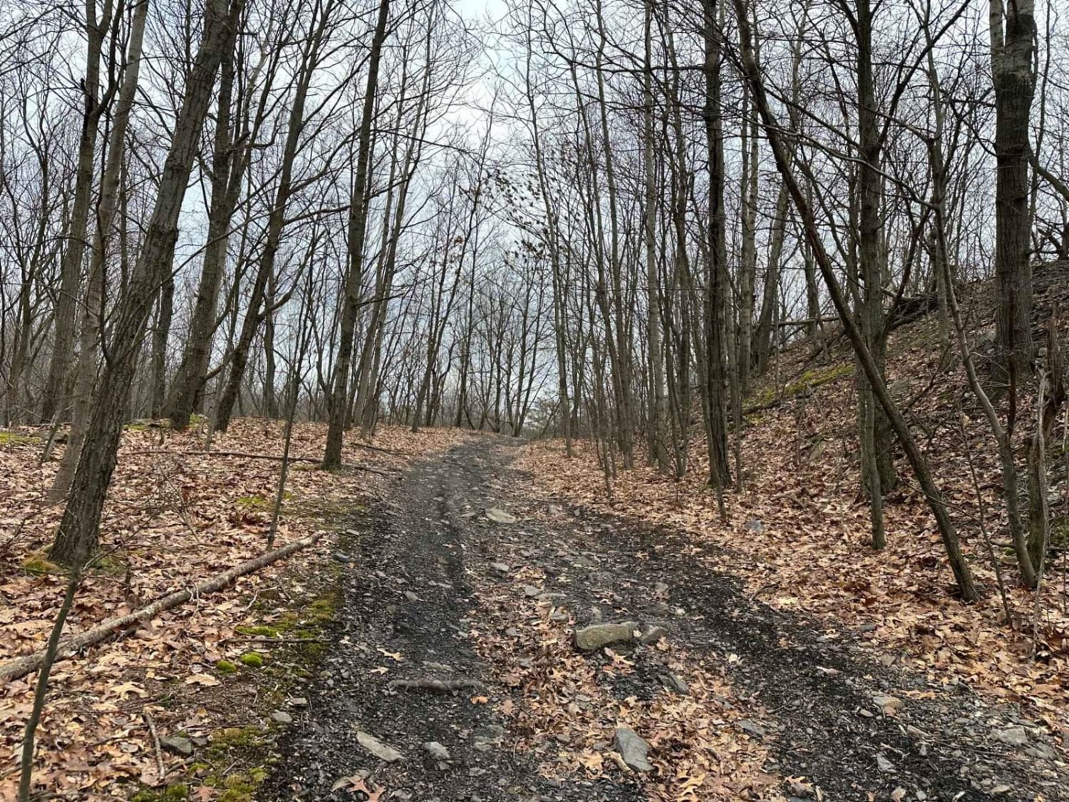 Locust Gap 65