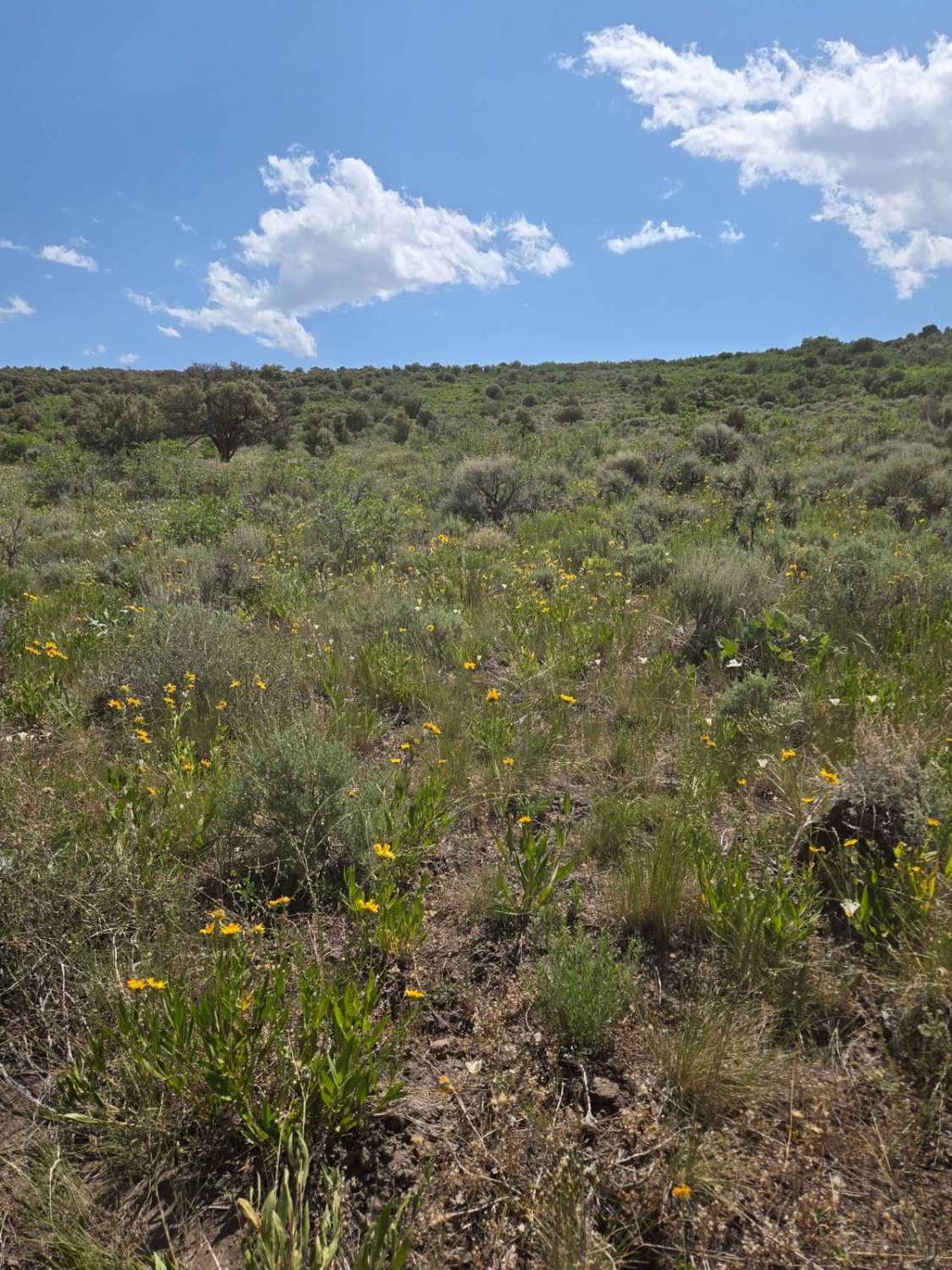 Cow Path - FS40965/FS41671