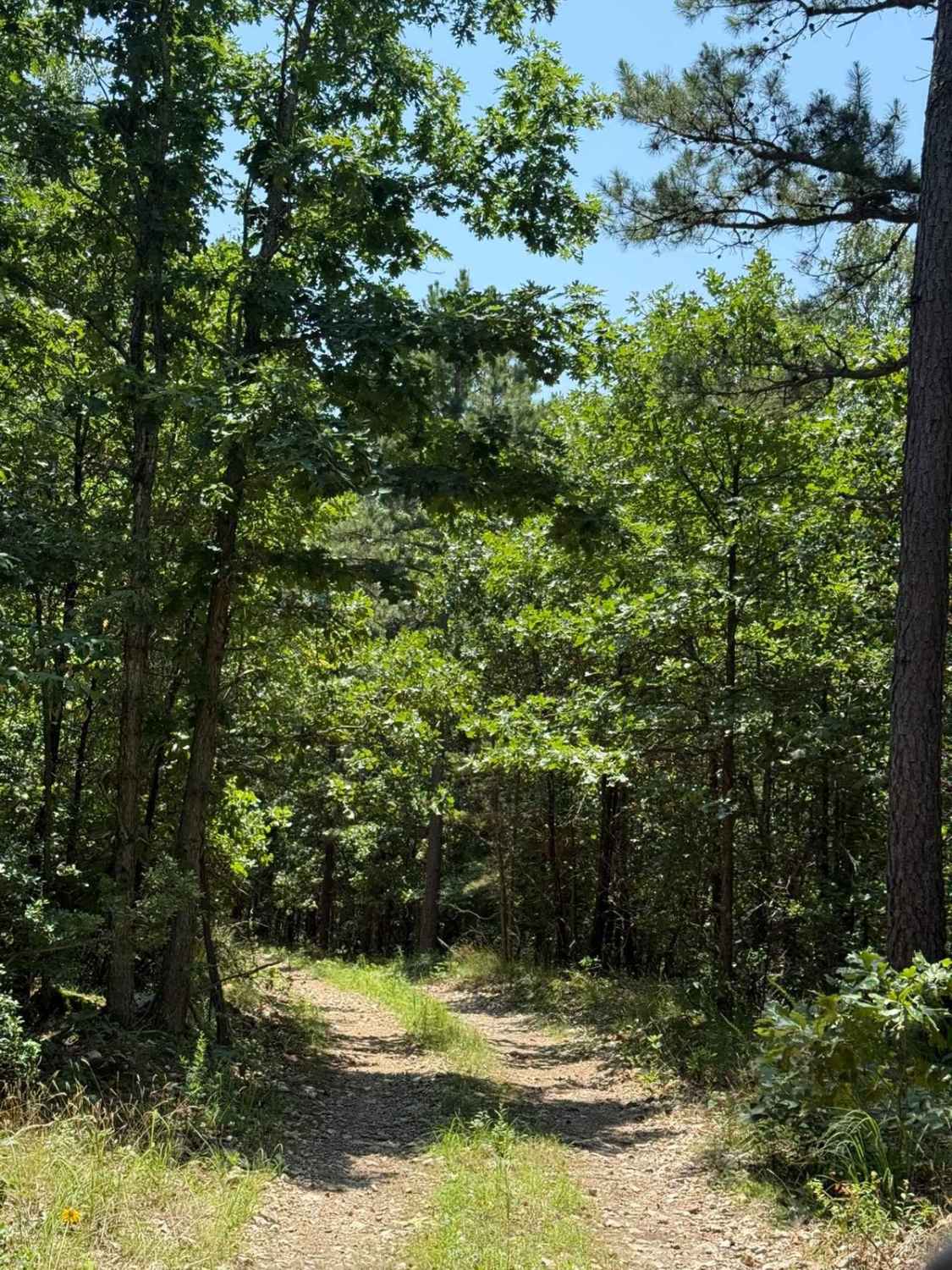 Casen's Trail