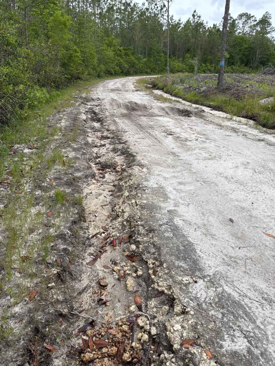 Mule Lot  - Osceola NF 279