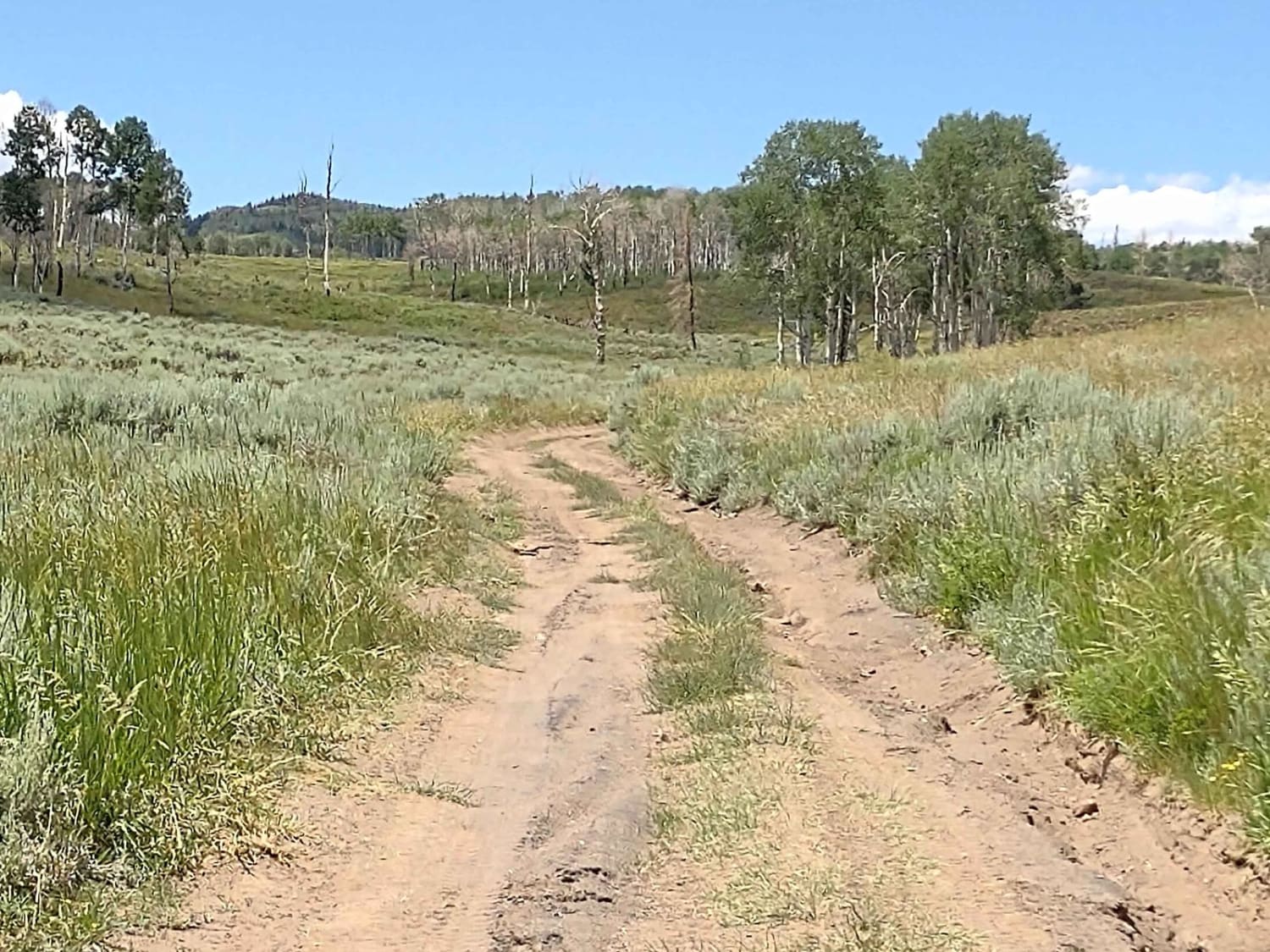 Paiute Side Trail 53 (FS 41225)