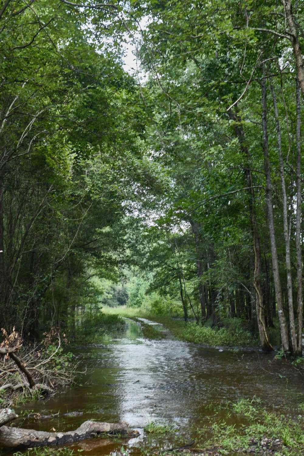 Killian Swamp Road