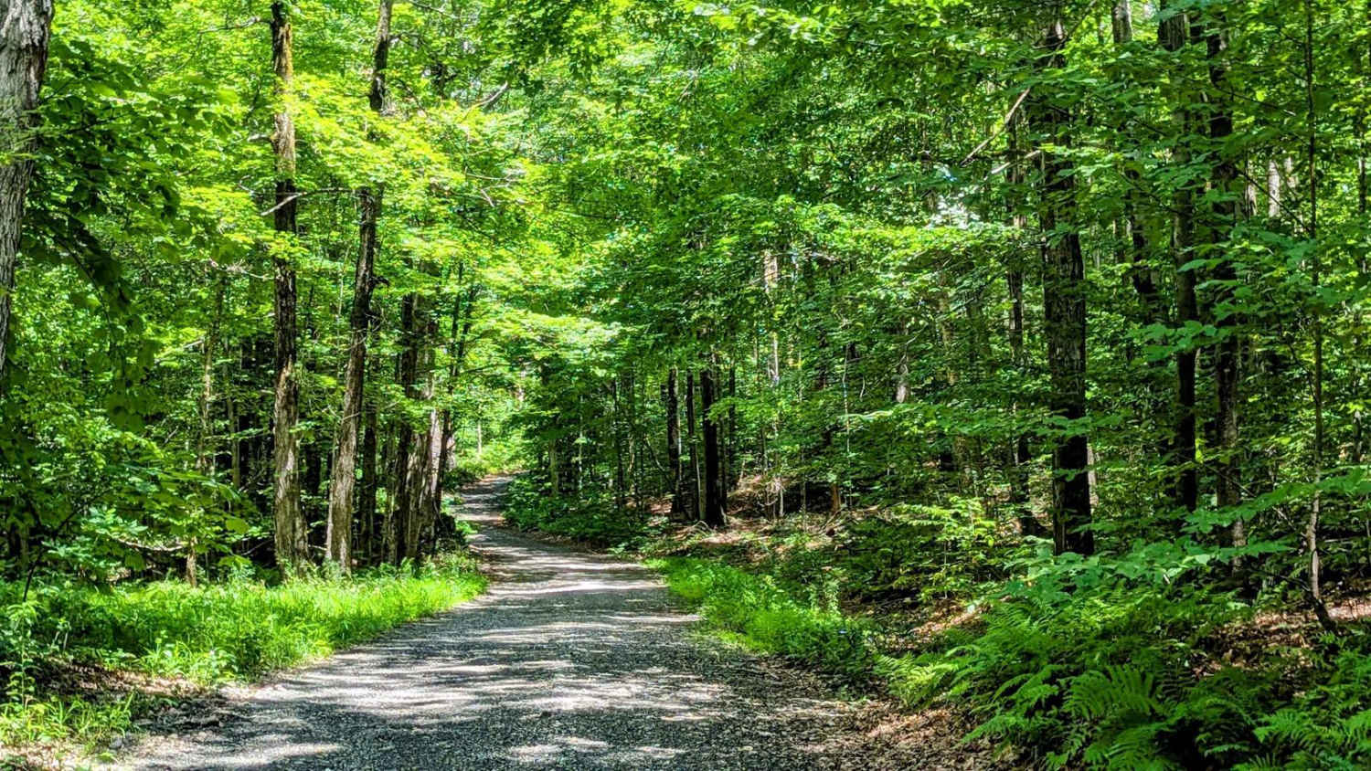 Greylock Road