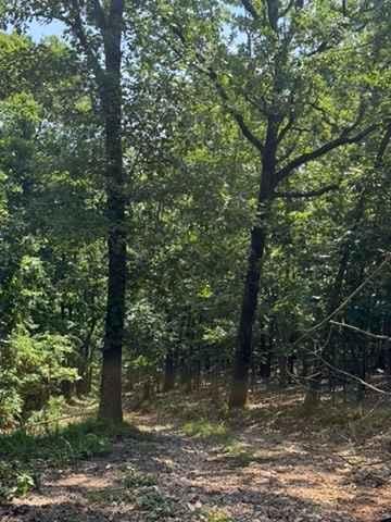 Alli's Trail