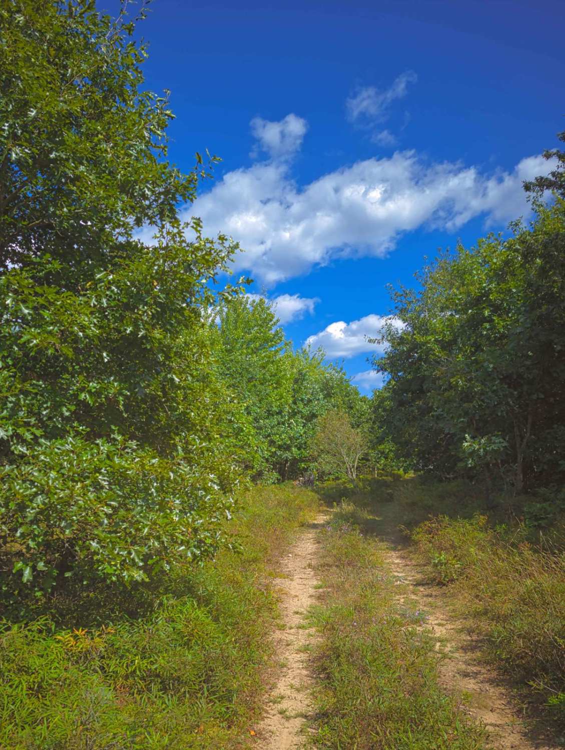 Whisker's Trail
