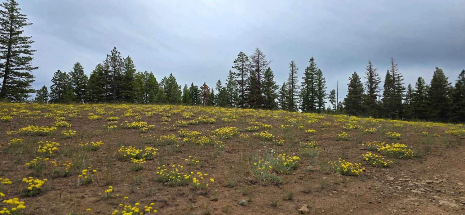 Brush Ridge