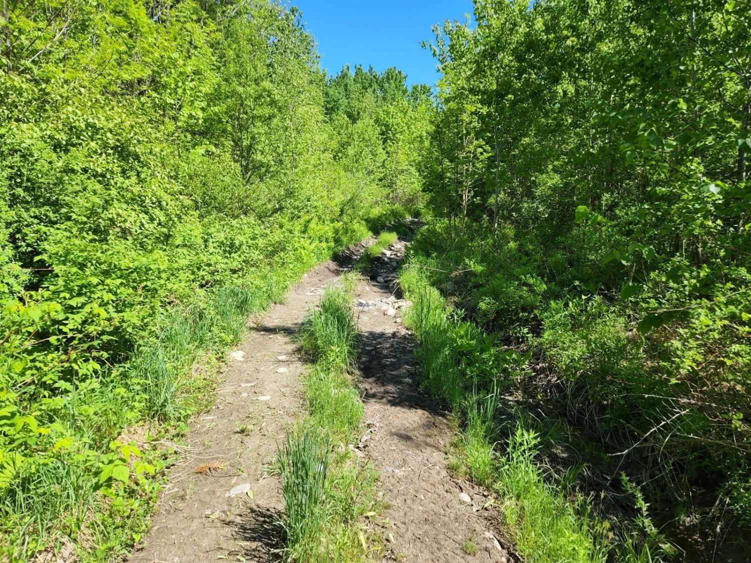 Center Trail