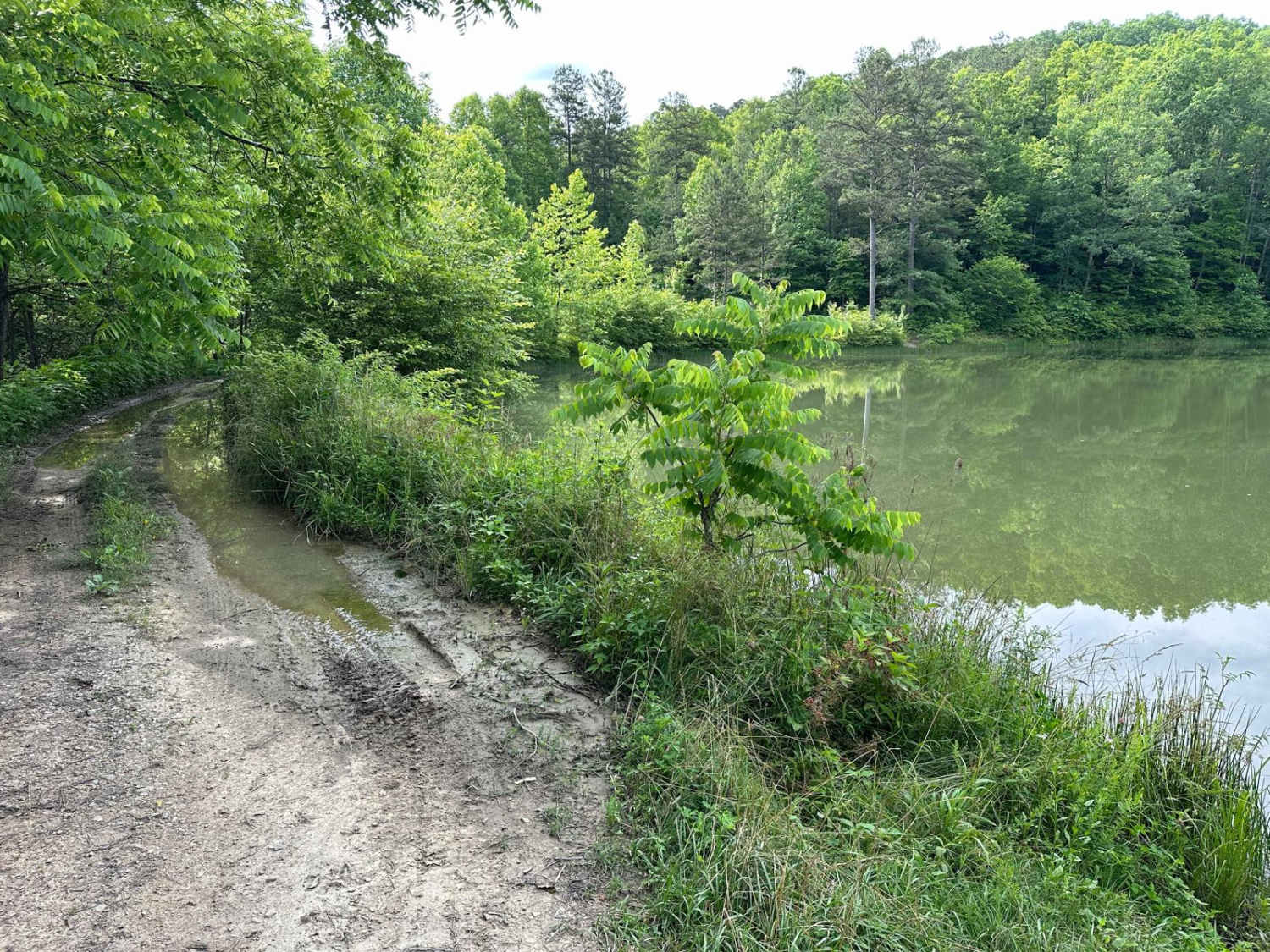 Pine Flat - Laurel Fork Road