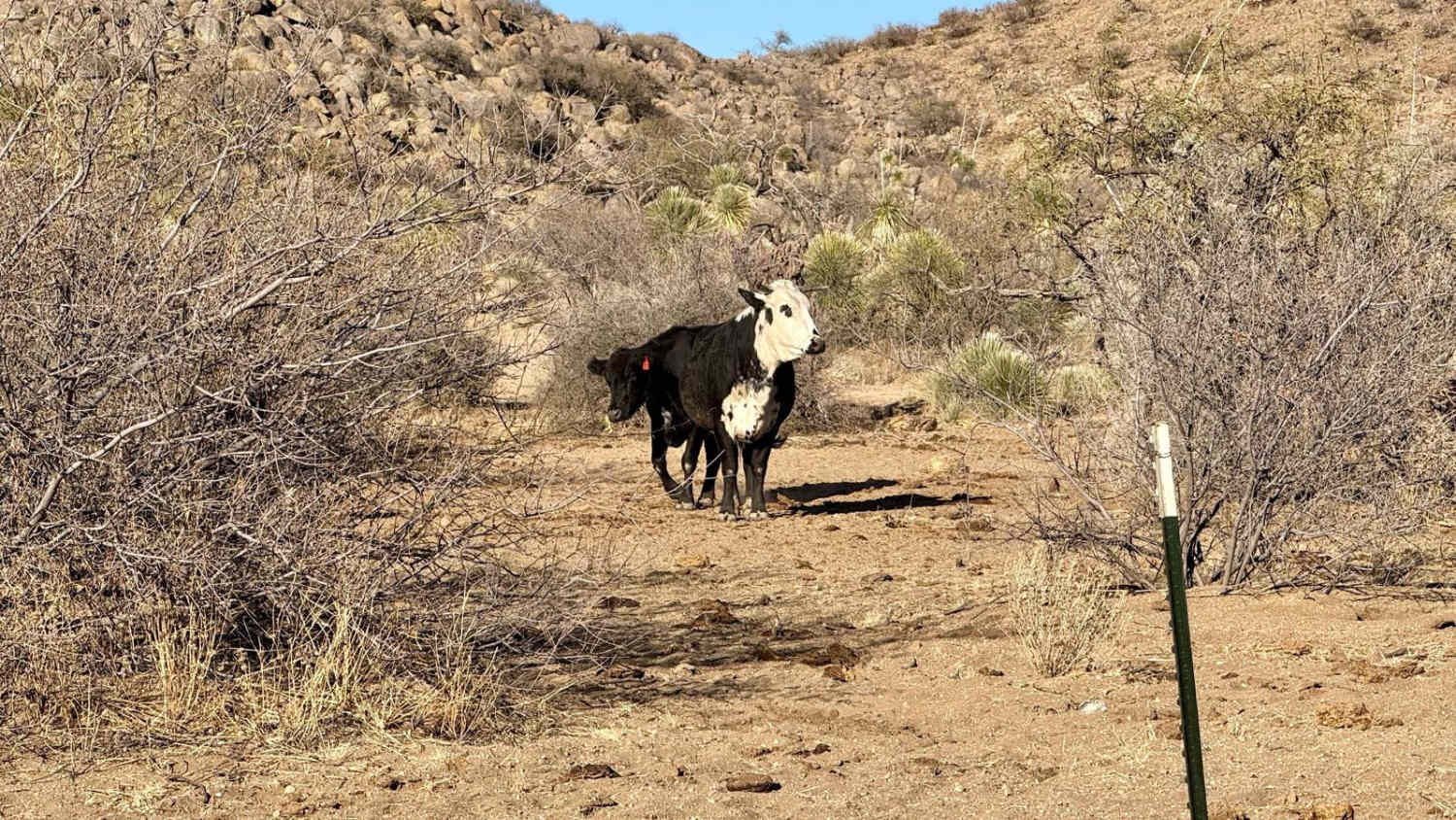 East Willow Springs Road