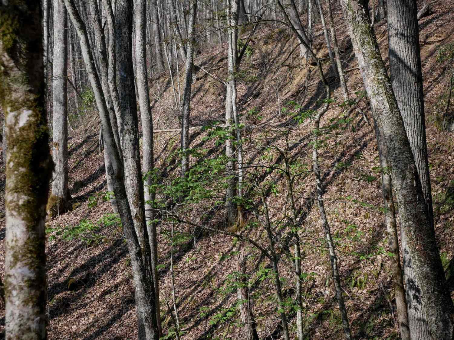 Locust Gap Trail 2 