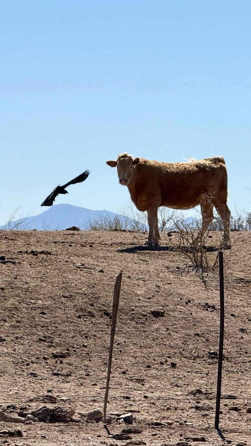 Big Tank and Suffering Wash