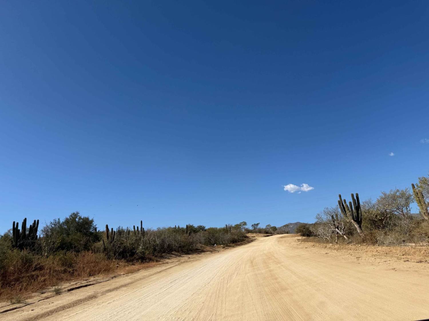 El Alamito de Camino