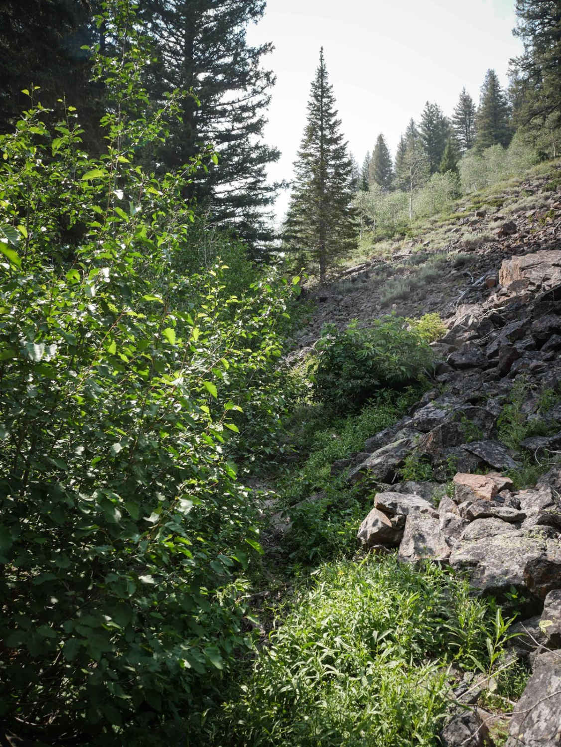 Five Mile Creek (South)