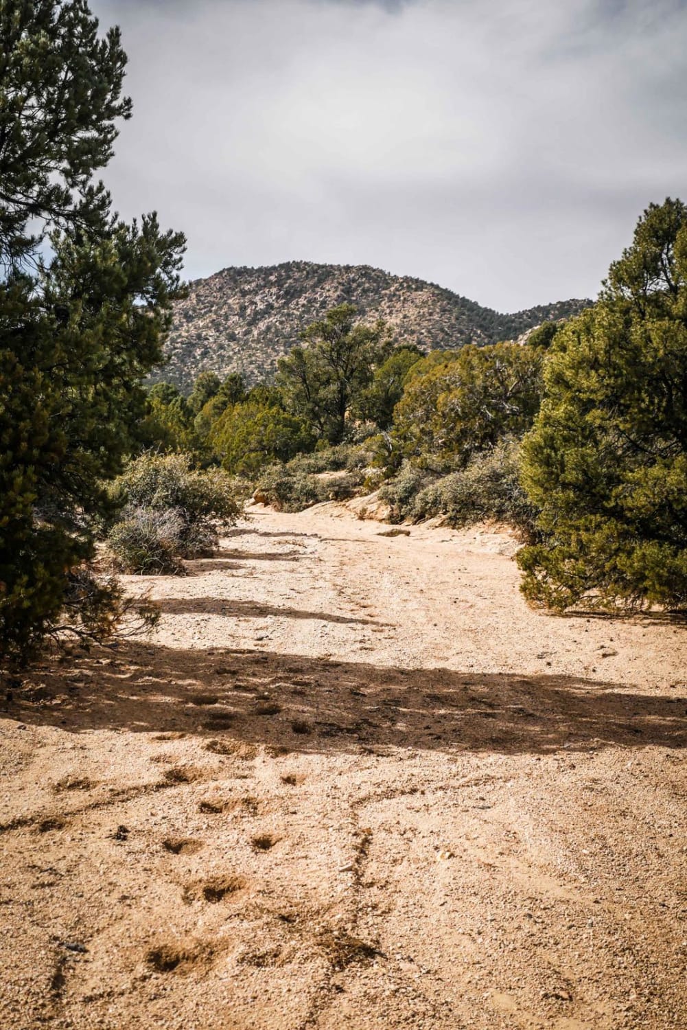 ATV Sand Wash Trail