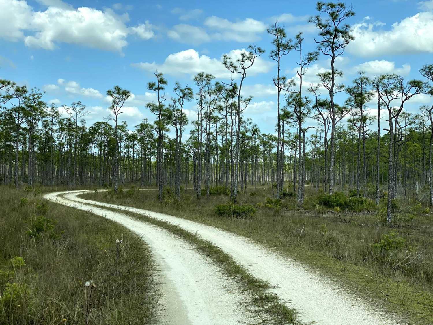 Yucca Penns-Road 3