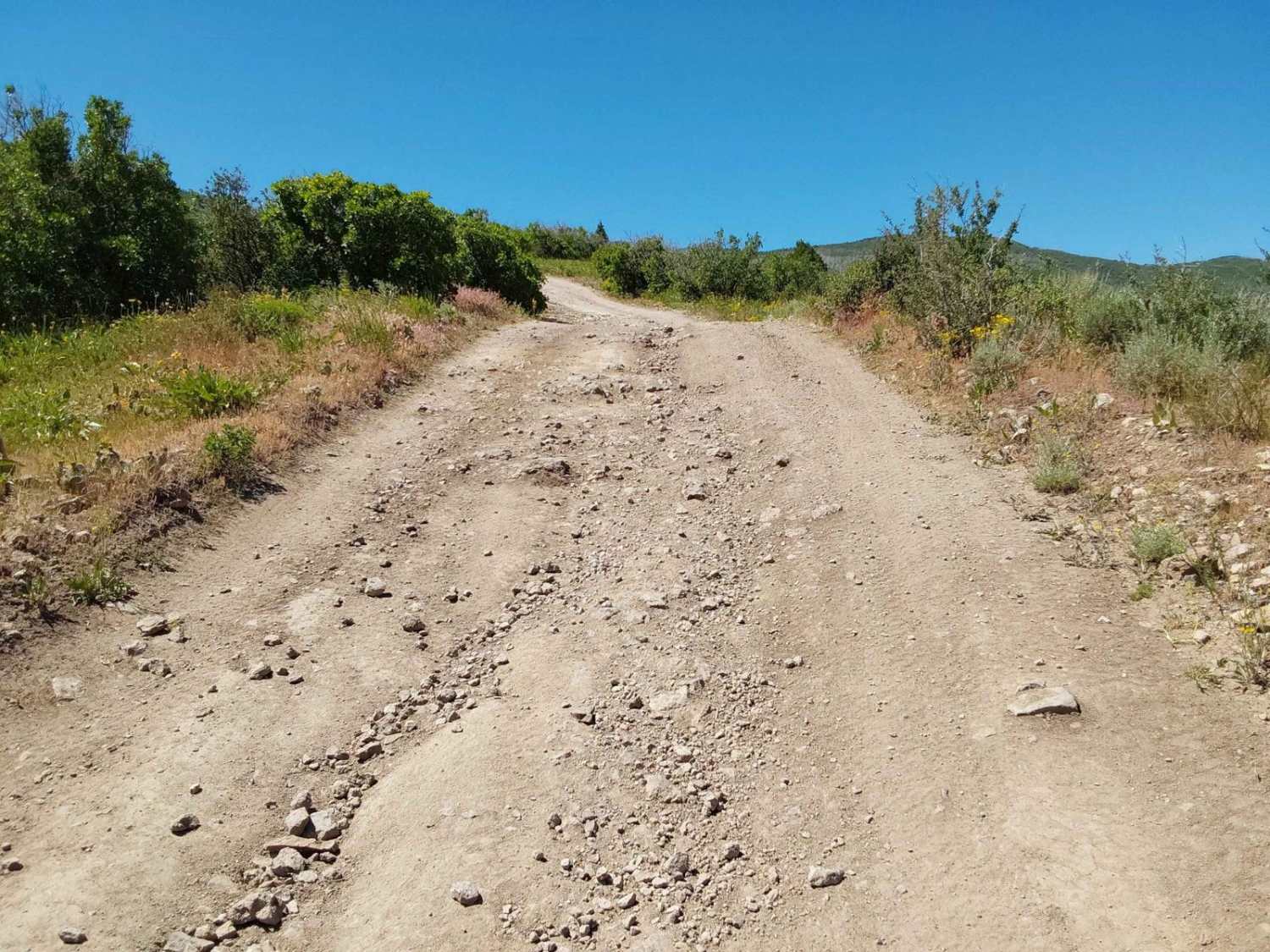 Roy's Elk Bugling Trail