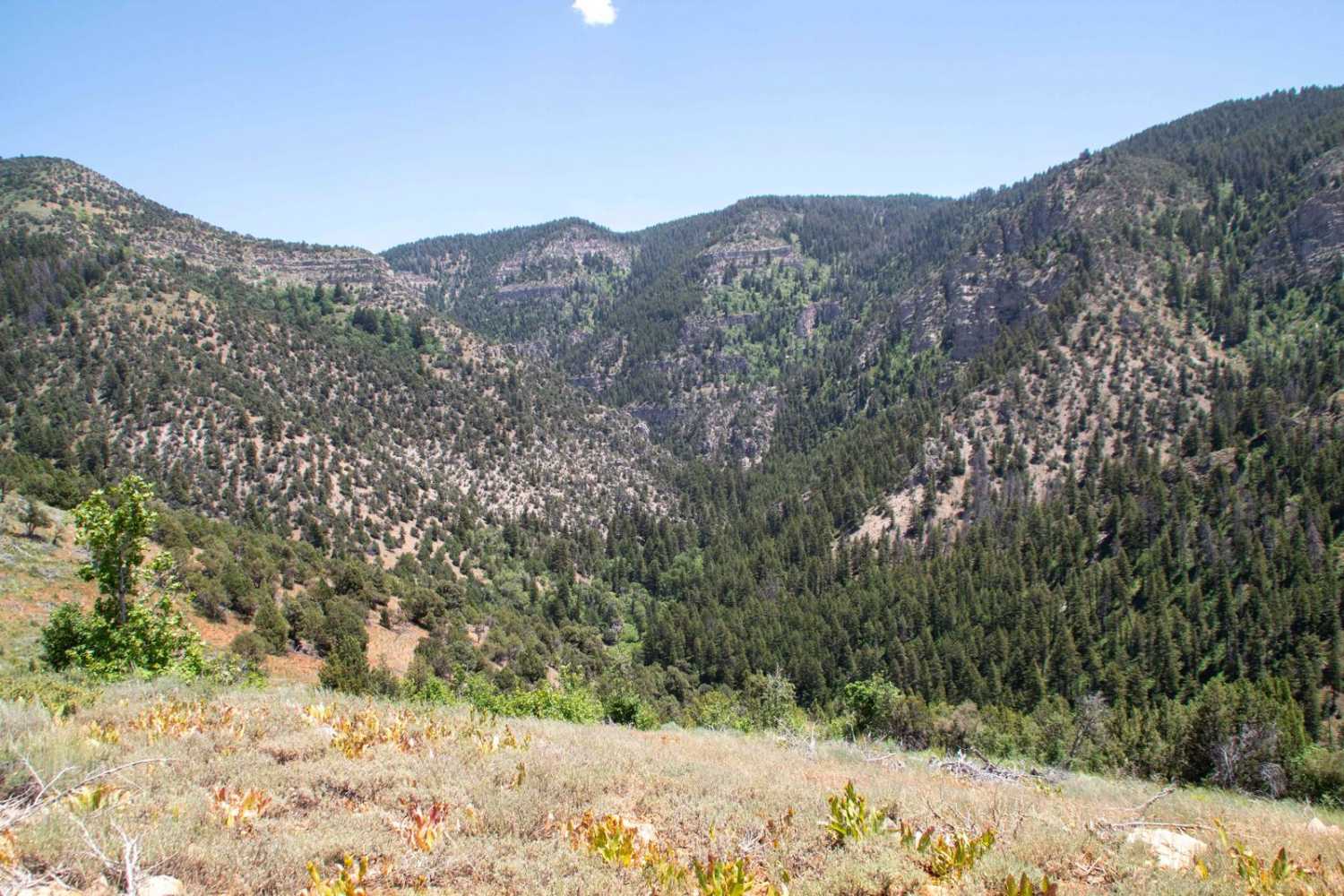 Baxter Sawmill Overlook