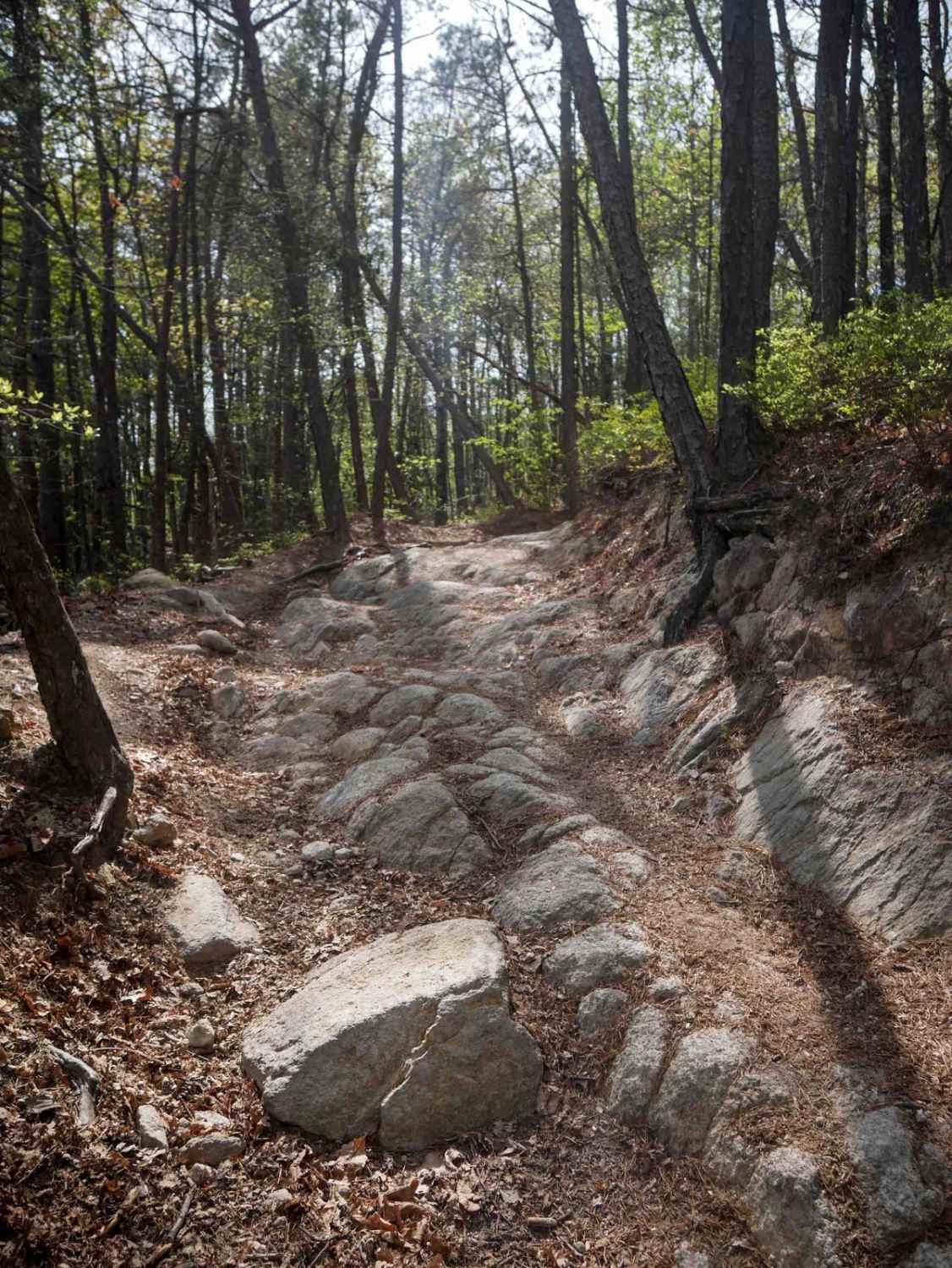 Trail 9 - 50 Inch