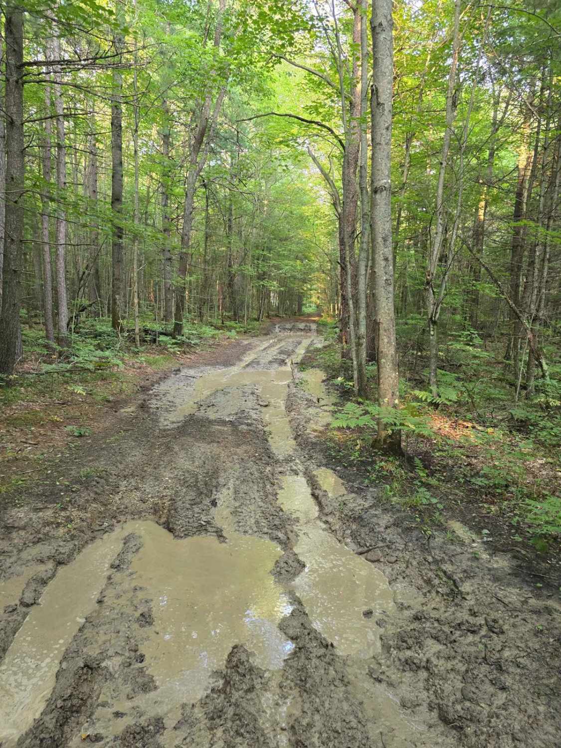 Camp Trail