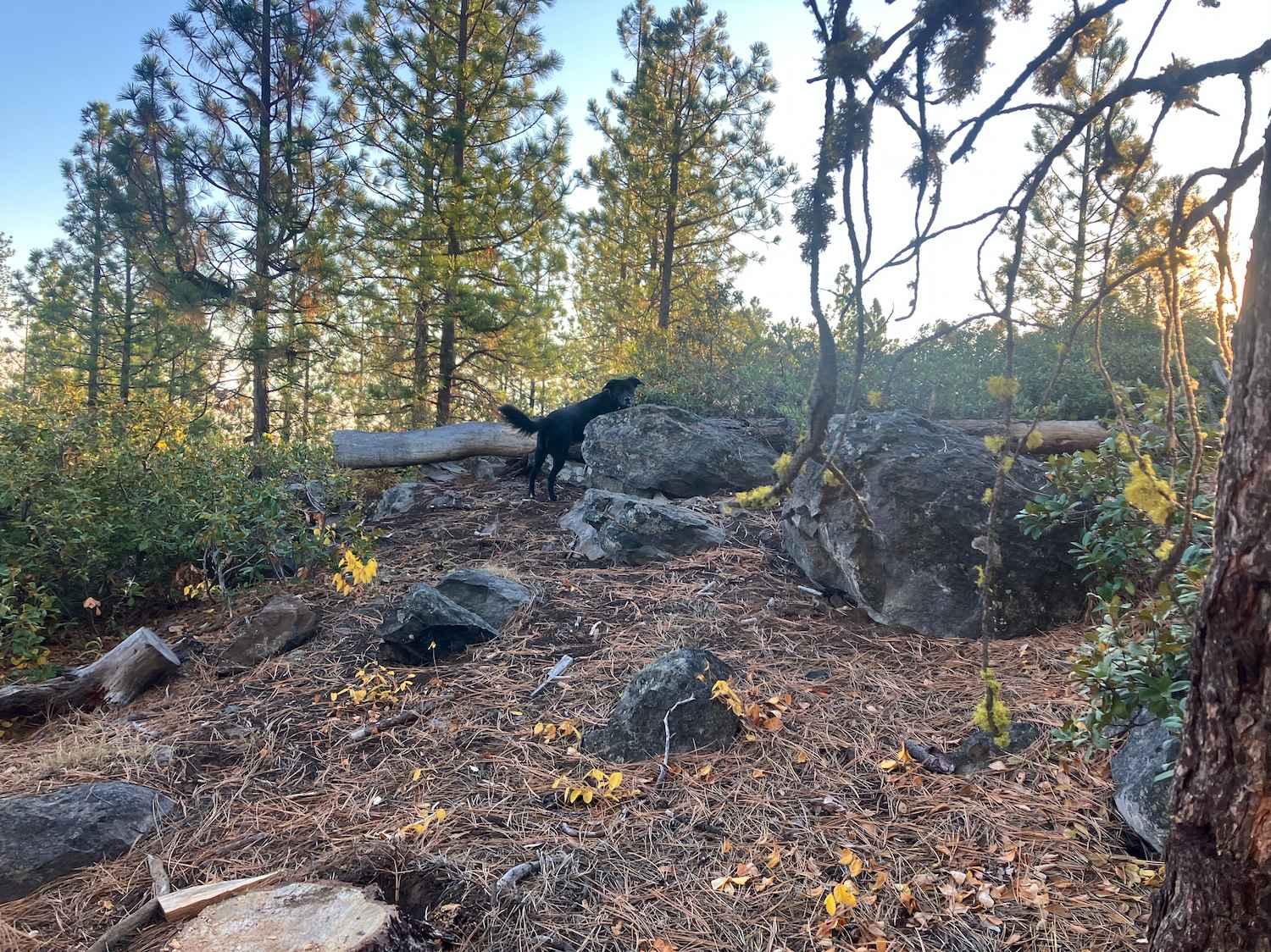 Pringle Butte Trail