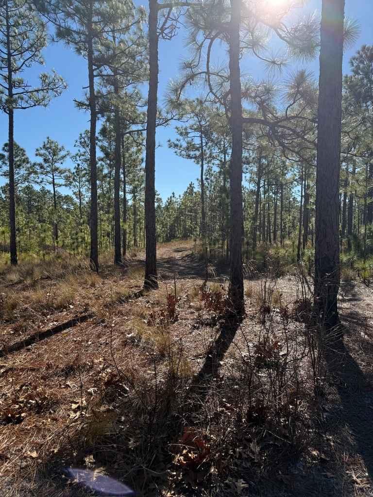Pettiford Creek Trail 7