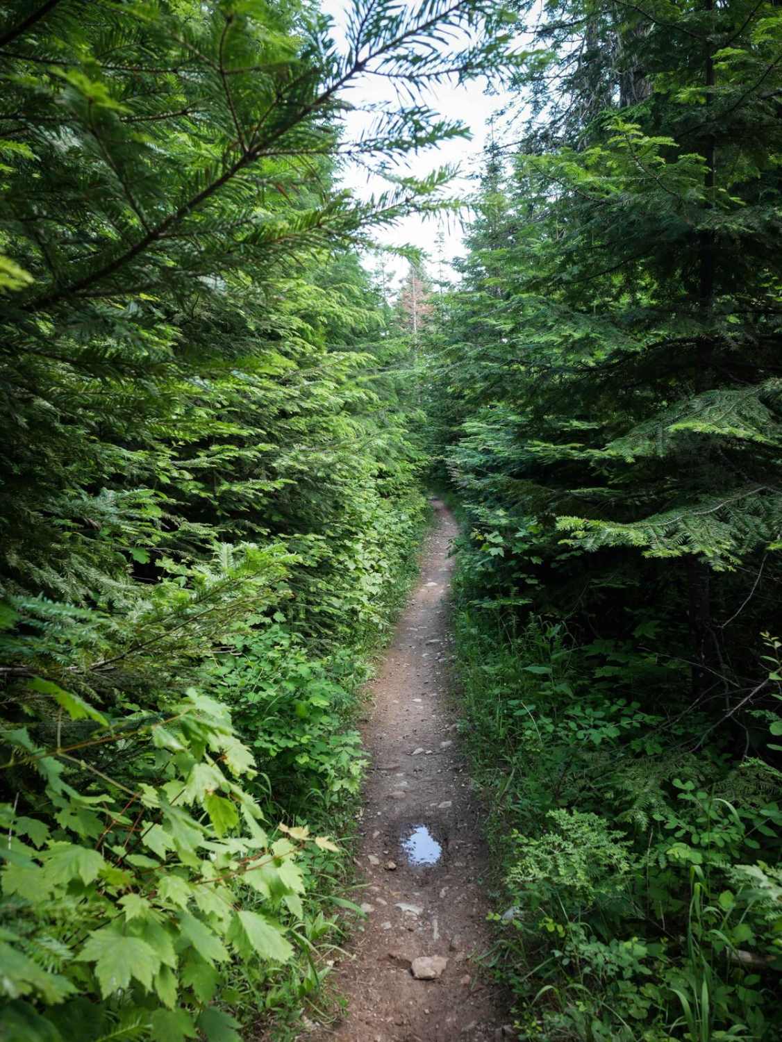 Canfield Mountain - Trail B