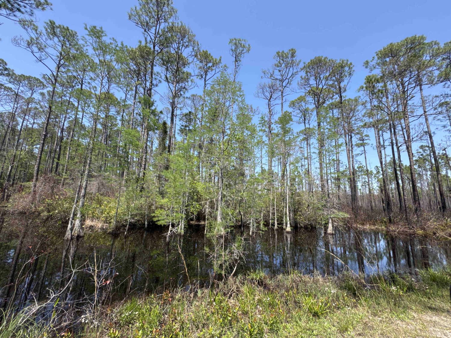 Bear Branch - Osceola NF 276