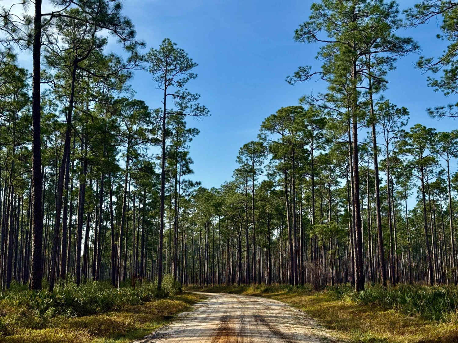 Gibson Trail- FS 367