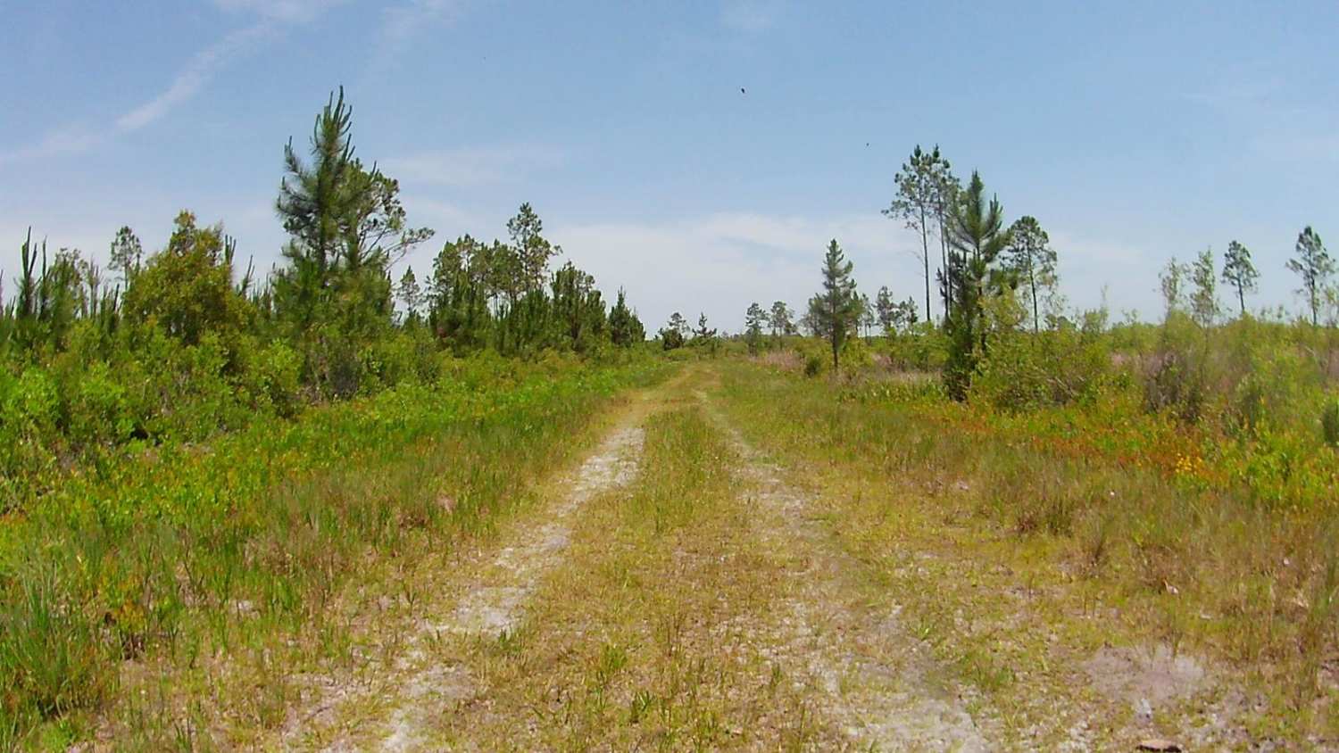 Snake Road