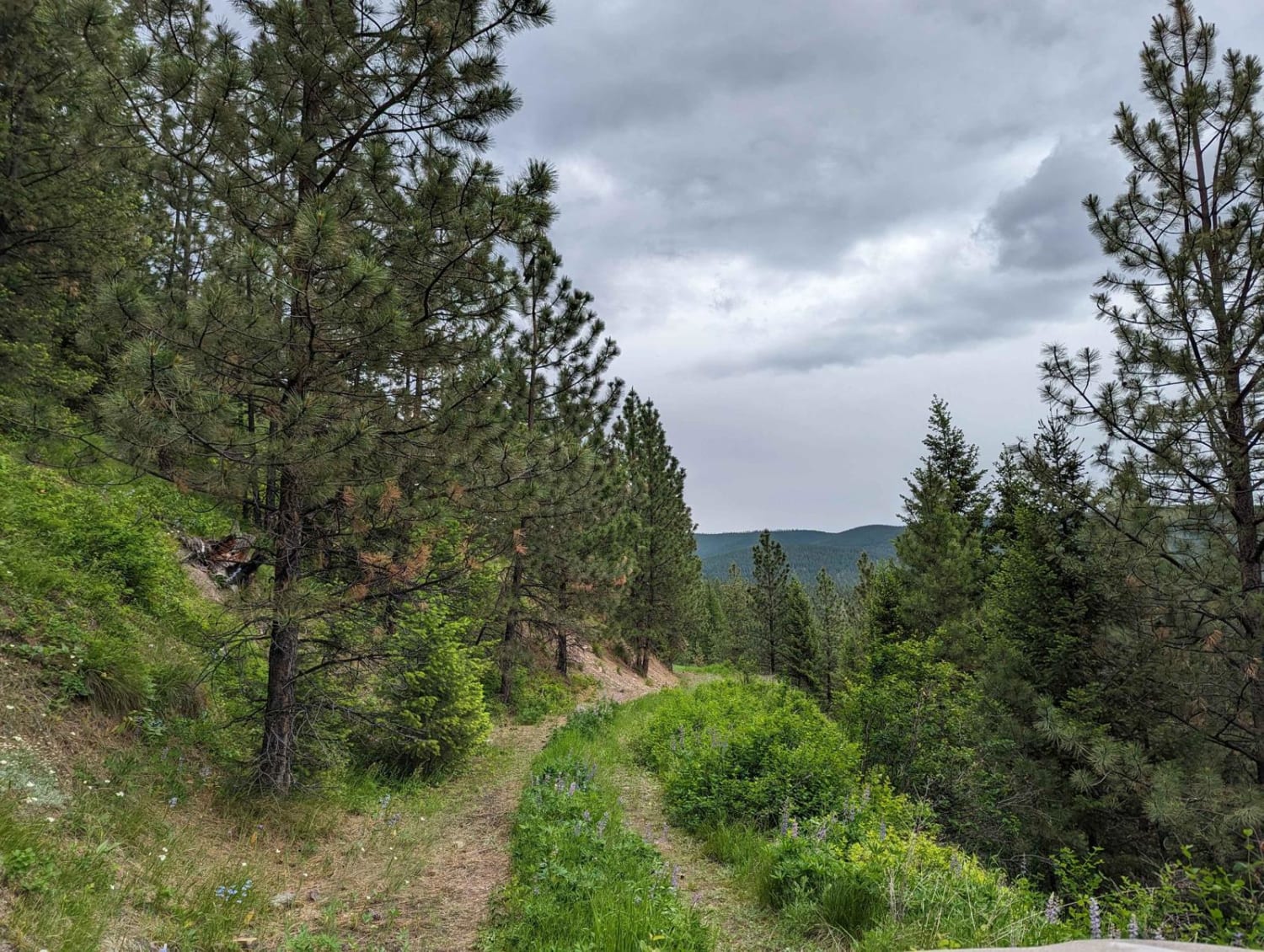 East Twin Creek Road 2117 (To Sheep Mountain hiking Trailhead)