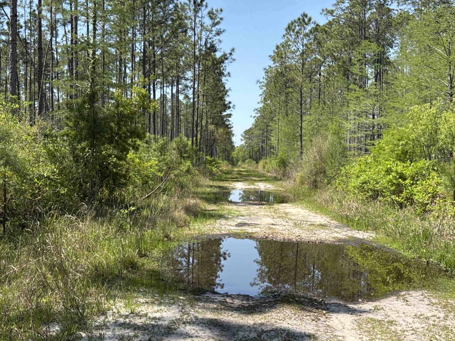 Grade 15 - Aucilla WMA