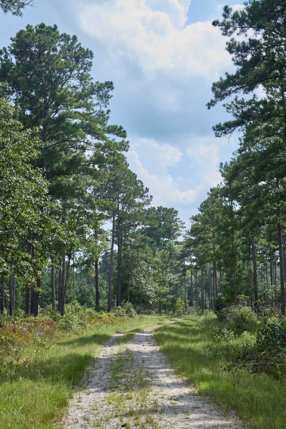 Polk Road