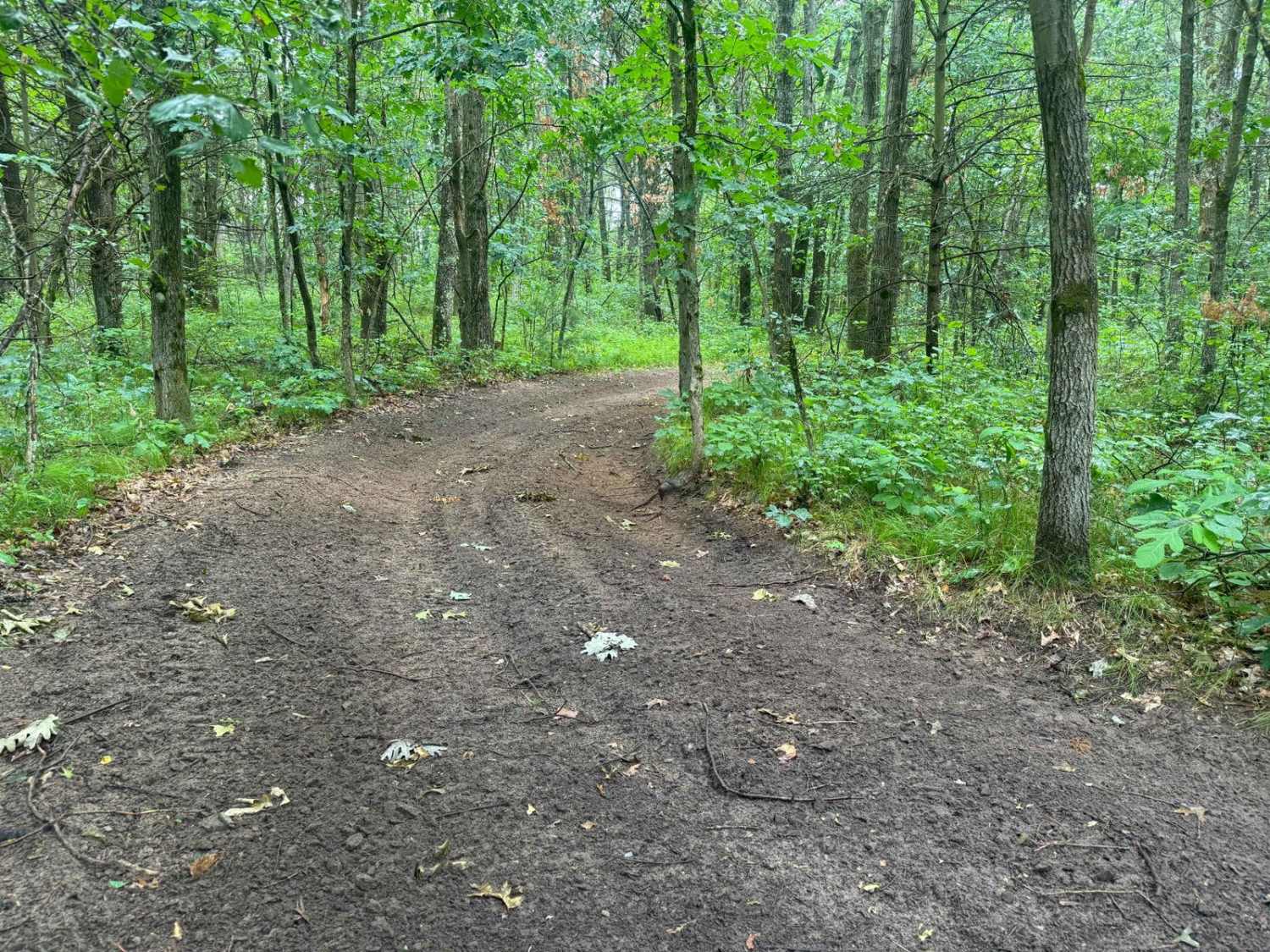 Forest Route 9192