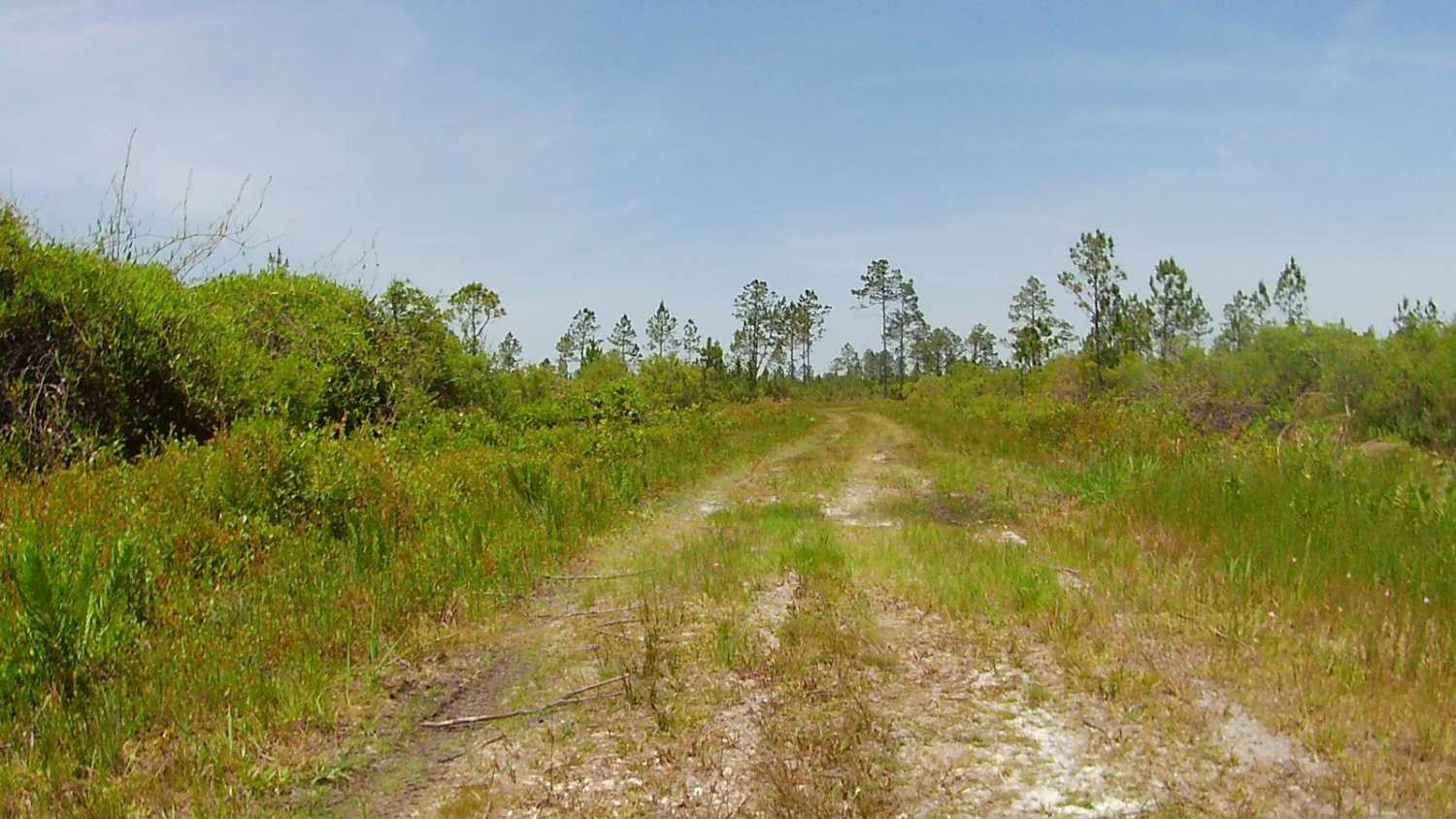Snake Road