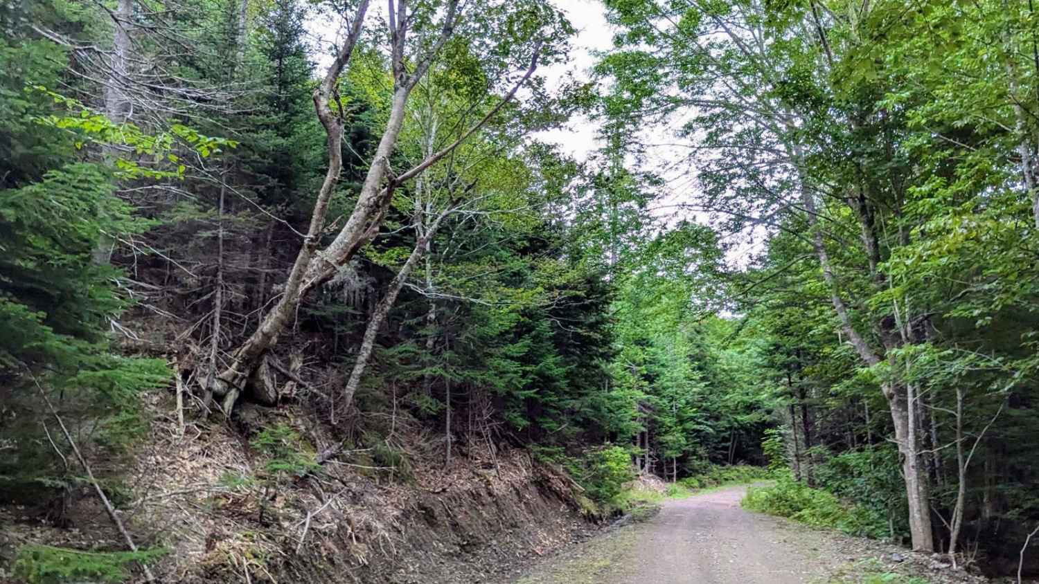 Connors Mountain Road