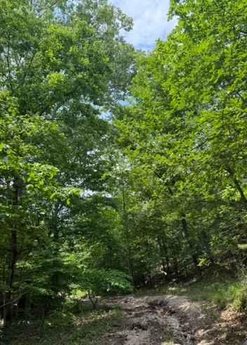 Shane's Trail