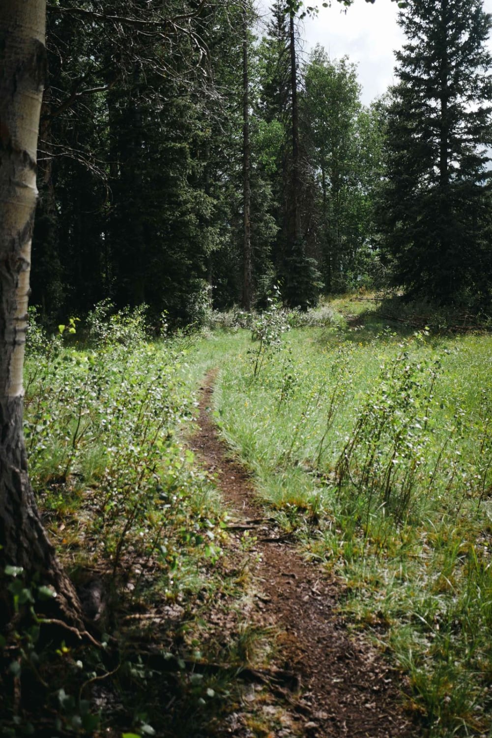 Valdez Trail