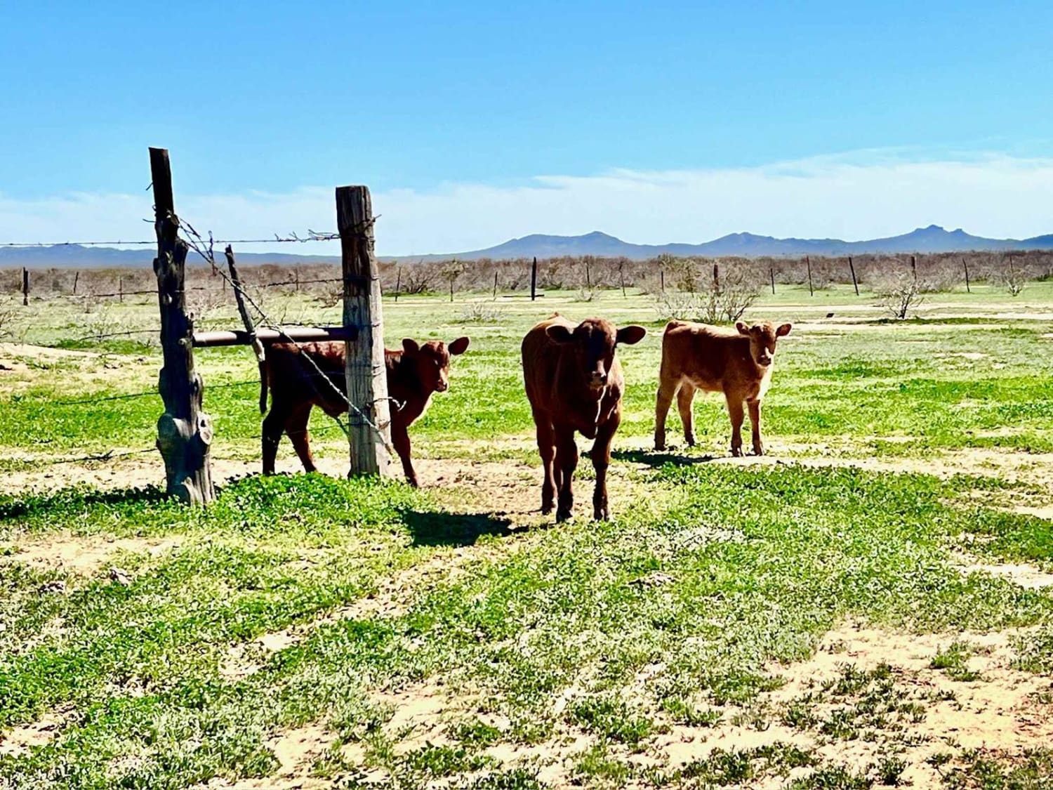 Muck and Cattle Tank Two