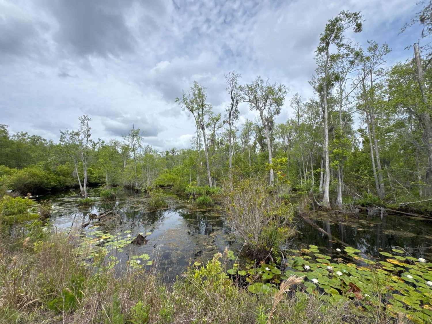 Birds Beak - Osceola NF 274