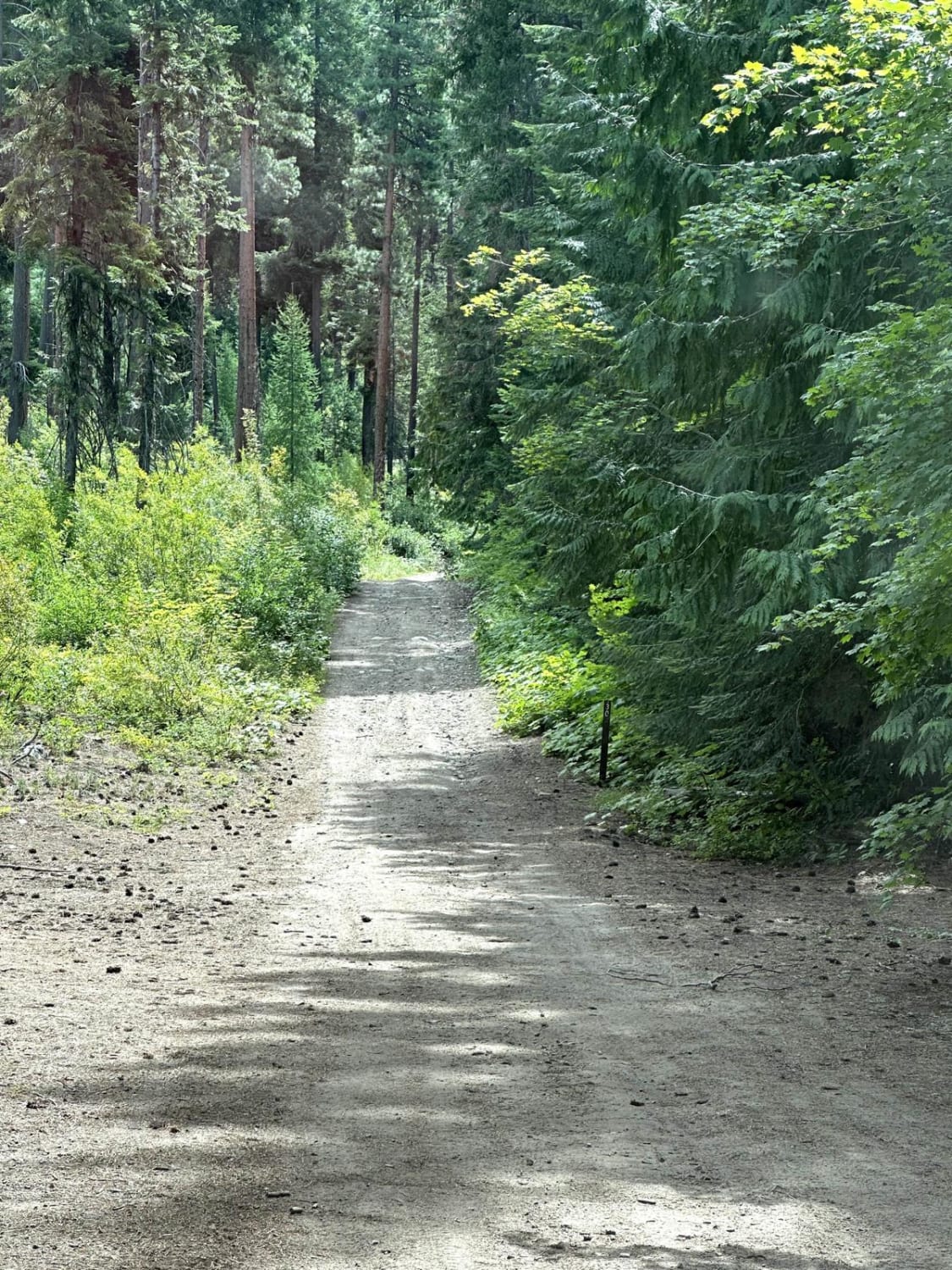 Deer Camp Trail