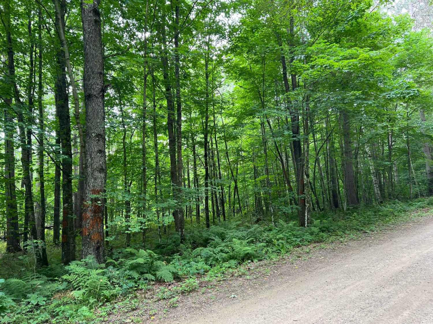Trestle Road - FS 2696