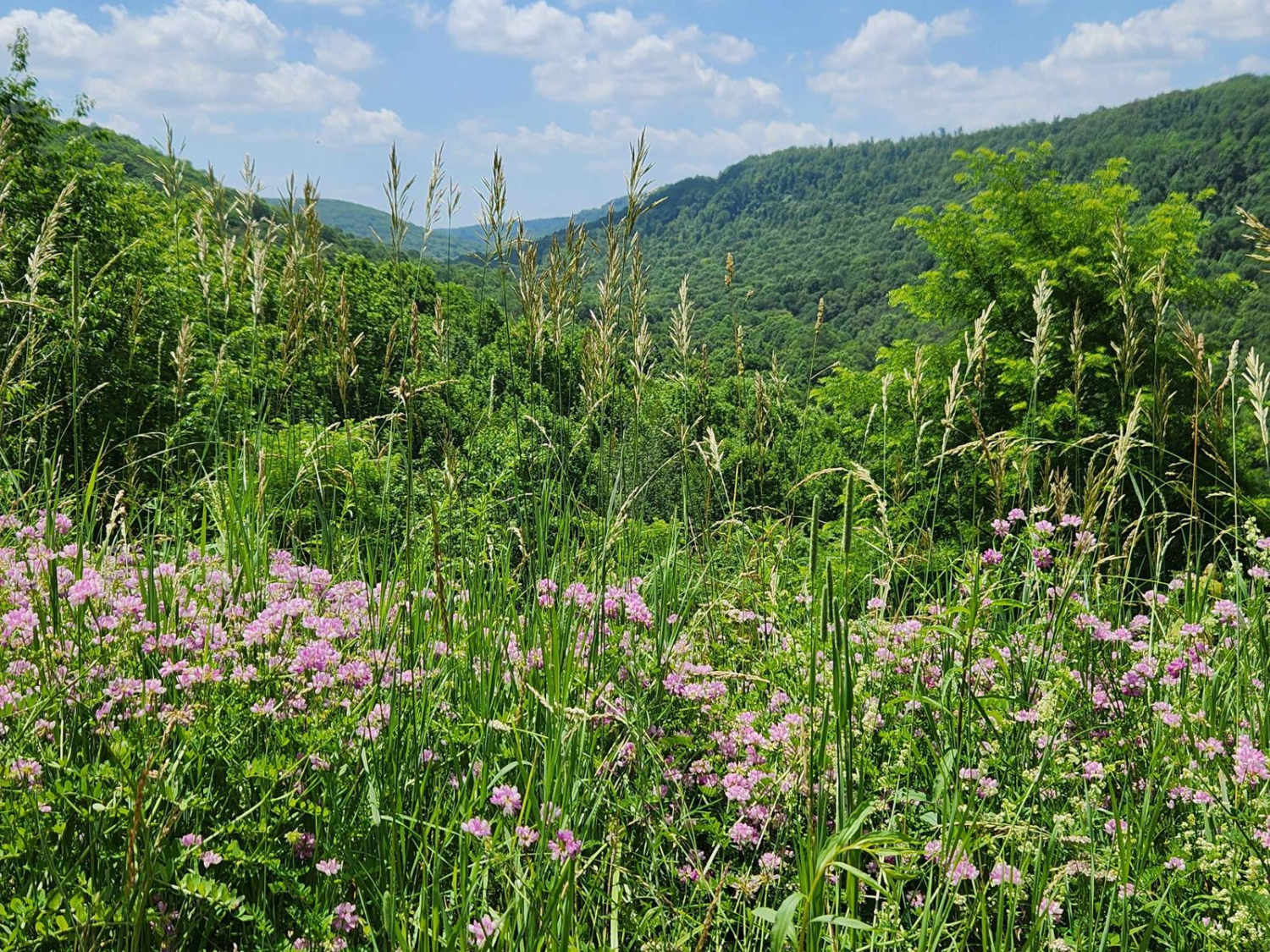 Trail 6B - Rock Run Recreation Area