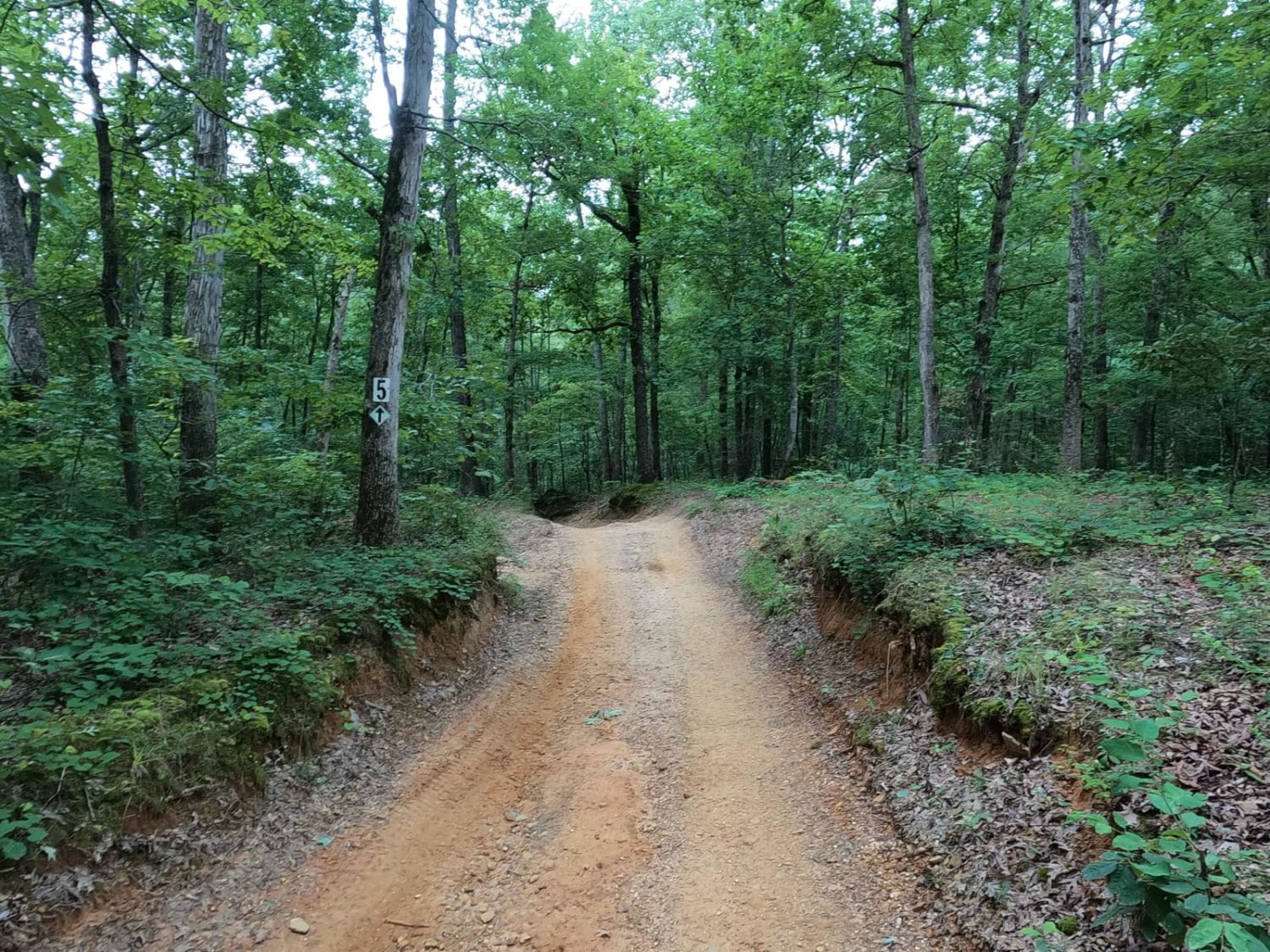 Mushroom Trail - 5 to C Shortcut