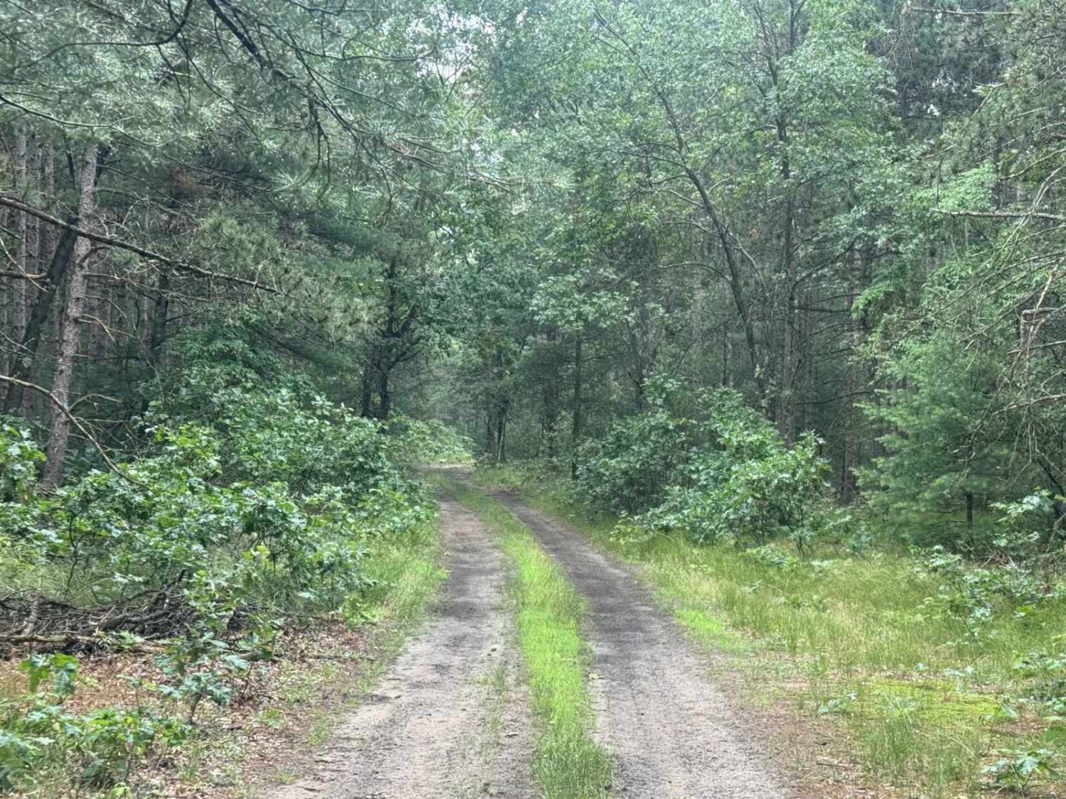 Forest Route 9188