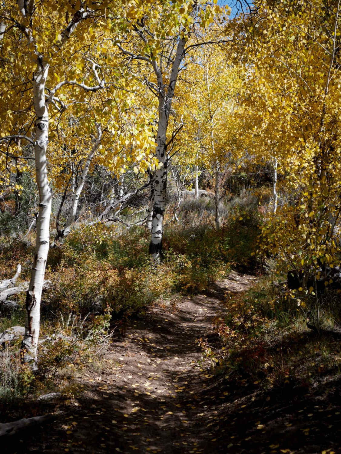Enchanted Forest 