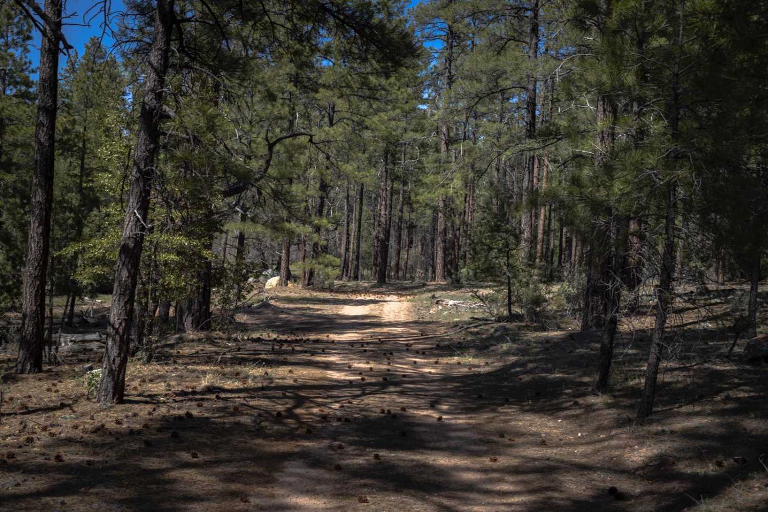 Turkey Run